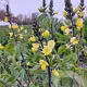 Thermopsis chinensis GM P9