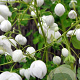 Thalictrum del. Splendide White GM P9