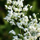 Thalictrum del. Splendide White GM P9
