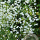 Thalictrum del. Splendide White GM P9