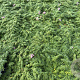 Thymus 'Elfin' GM P9
