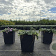 Thymus 'Elfin' GM P9