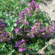 Thymus puleg. 'Purpurteppich' GM P9