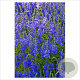 Veronica austr. 'Shirley Blue' GM P9