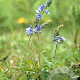 Veronica austriaca teucrium GM P9
