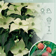 Cornus k. 'Milky Way' 80-100 cm 7,5L