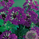 Verbena 'Homestead Purple' GM P9