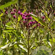 Vernonia lettermannii GM P9