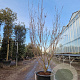 Cornus k. 'Milky Way' 200-250 cm container meerstammig