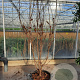 Cornus k. 'Milky Way' 200-250 cm container meerstammig