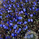 Veronica peduncularis GM P9