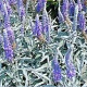 Veronica spicata incana GM P9