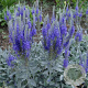 Veronica spicata incana GM P9 BIO