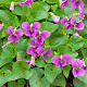 Viola sororia 'Rubra' GM P9