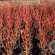 Cornus sericea 'Cardinal' 150-175 cm draadkluit struik