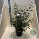 Elaeagnus ebbingei 60-80 cm 10L
