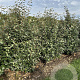 Elaeagnus ebbingei 150-175 cm draadkluit