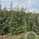 Elaeagnus ebbingei 150-175 cm draadkluit