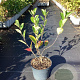 Aronia prunifolia 'Viking' 50-60 cm 3,0L