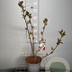 Aronia prunifolia 'Viking' 50-60 cm 3,0L