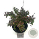 Berberis thunb. 'Atropurpurea Nana' 15-20 cm 2,0L