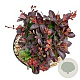 Berberis thunb. 'Atropurpurea Nana' 15-20 cm 2,0L