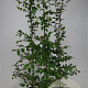 Carpinus betulus 150-175 cm 5,0L Gestokt