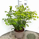 Euonymus alat. 'Compactus' 30-40 cm 5,0L