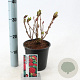 Hydrangea m. 'Alpenglühen' 20-25 cm 2,0L