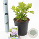 Hydrangea m. 'Bouquet Rose' 20-25 cm 2,0L