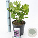 Hydrangea m. 'Mariesii Perfecta' 20-25 cm 2,0L