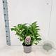 Hydrangea m. 'Mariesii Perfecta' 20-25 cm 2,0L