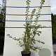 Prunus spinosa 80-100 cm 7,5L