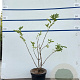 Sambucus nigra 80-100 cm 7,5L