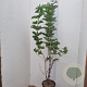 Viburnum opulus 125-150 cm 12L