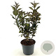 Weigela Ebony and Ivory 25-30 cm 3,0L