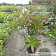Weigela 'Minuet' 30-40 cm 3,0L