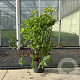 Physocarpus opulif. 'Dart's Gold' 80-100 cm 10L