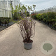 Spiraea billardii 80-100 cm 10L