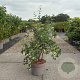 Symphoricarpos d. 'White Hedge' 60-80 cm 10L