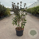 Weigela florida 'Foliis Purpureis' 60-80 cm 10L