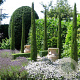 Cupressus semp. 'Totem' 40-50 cm 3,0L