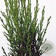 Cupressus semp. 'Totem' 40-50 cm 3,0L