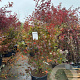 Acer pal. 'Atropurpureum' 175-200 cm 50L