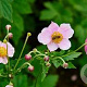 Anemone tom. 'Septemberglanz' GM P9