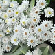 Anaphalis tripl. 'Sommerschnee' GM P9 BIO