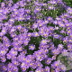 Aster amellus 'Breslau' GM P9 BIO