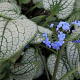 Brunnera macr. 'Silver Heart' GM P9 BIO