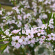 Diosma hirsuta 'Pink Fountain' 20-25 cm 3,0L