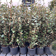 Elaeagnus ebb. 'Compacta' 80-100 cm 7,5L